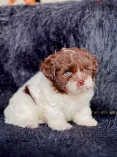 male havanese