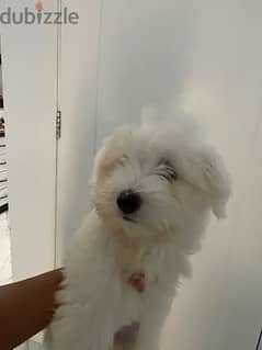 Maltese