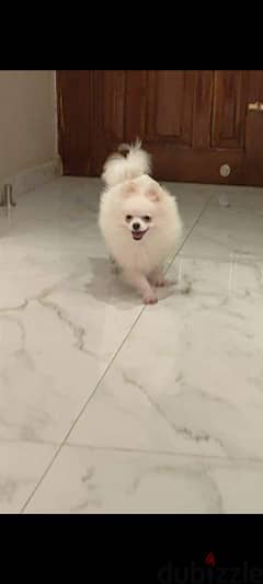 Pomeranian   ذكر بوميرنيان للجواز فقط 0