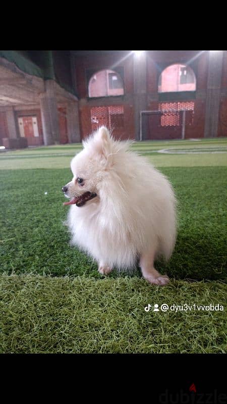 Pomeranian   ذكر بوميرنيان للجواز فقط 1