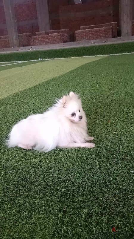 Pomeranian   ذكر بوميرنيان للجواز فقط 2