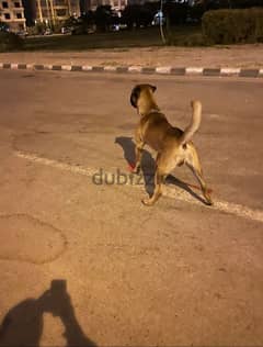 Cane Corso dog