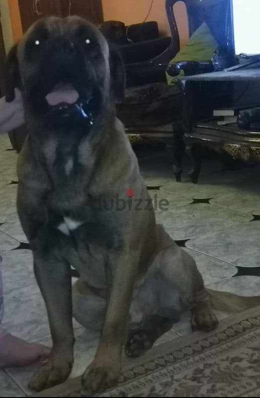 Cane Corso dog 2