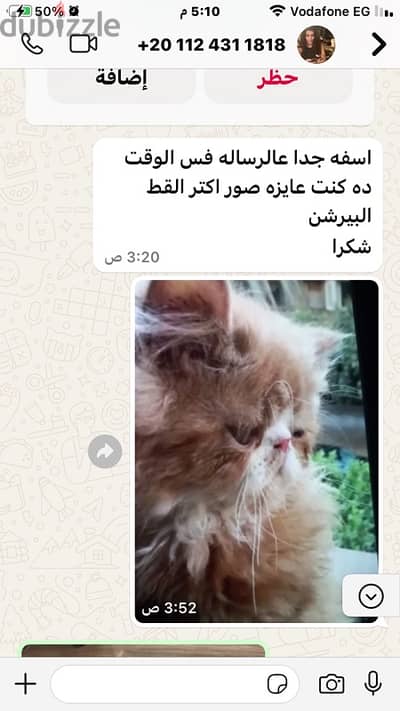 للبيع قط ولد بيرشن ريد وايت زرار