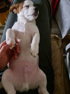 male & femal Jack Russell 0