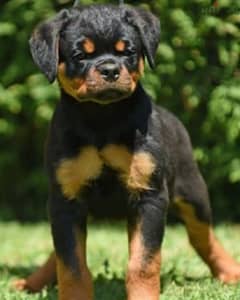 45 days pedigree microchip