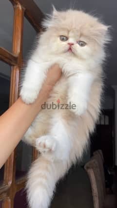 Persian cat  قطط بيرشن زرار