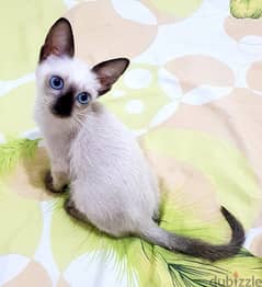 سيامي قطط سيامى كيتن siamese kittens