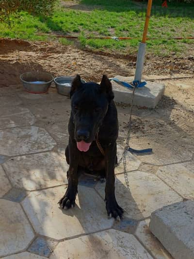 cane corso