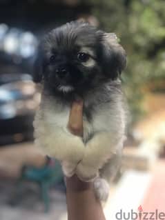 havanese puppy 45 day's