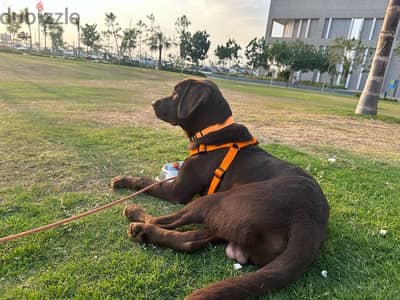 English chocolate Labrador