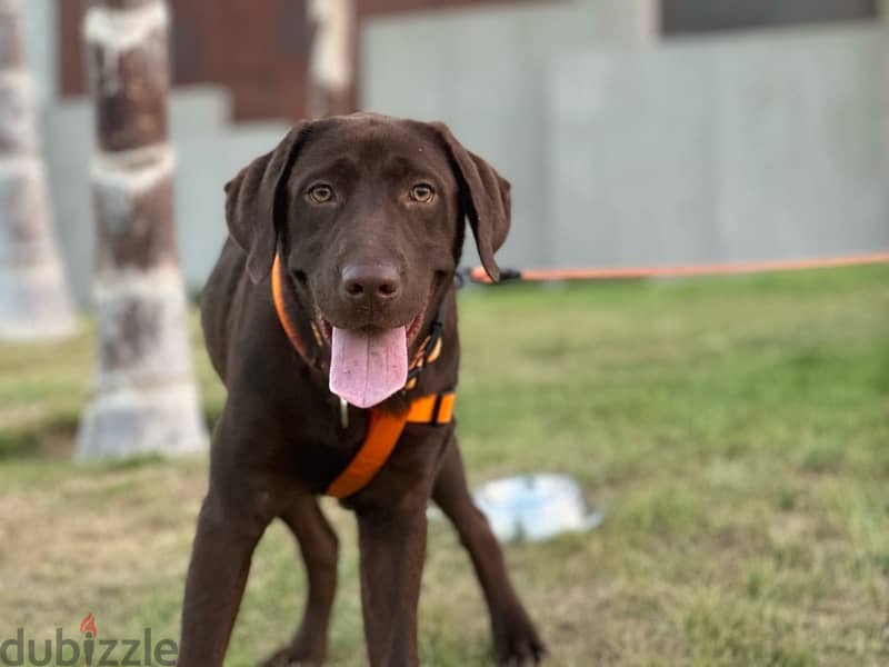 English Labrador 1