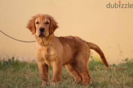 Chinese Golden جولدن صيني