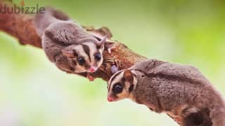 Sugar Glider Best Breed