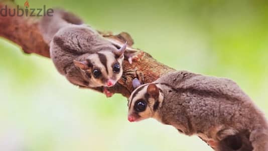 Sugar Glider Best Breed