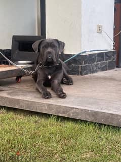 cane corso for sale