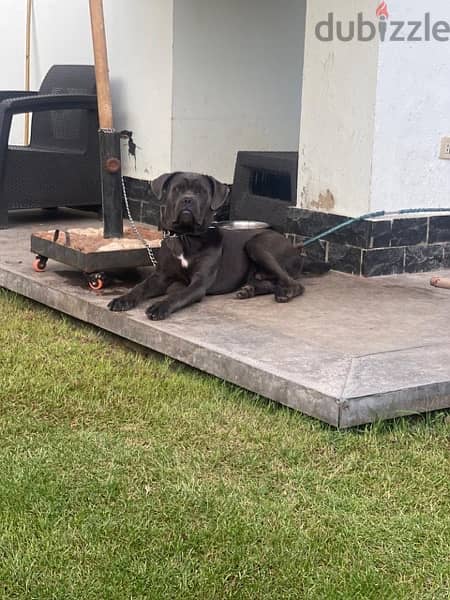 cane corso for sale 1