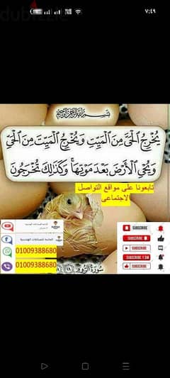 معدات إنتاجية مربحه الكتكوت 50جنيه