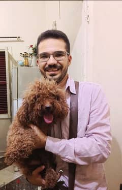 for mating
poodle
color : brown
toy poodle بودل توي بودل