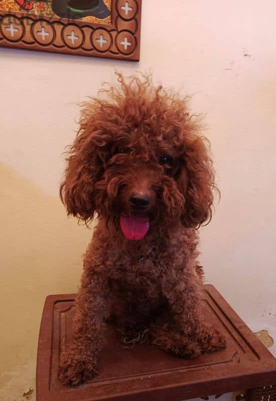 for mating
poodle
color : brown
toy poodle بودل توي بودل 1