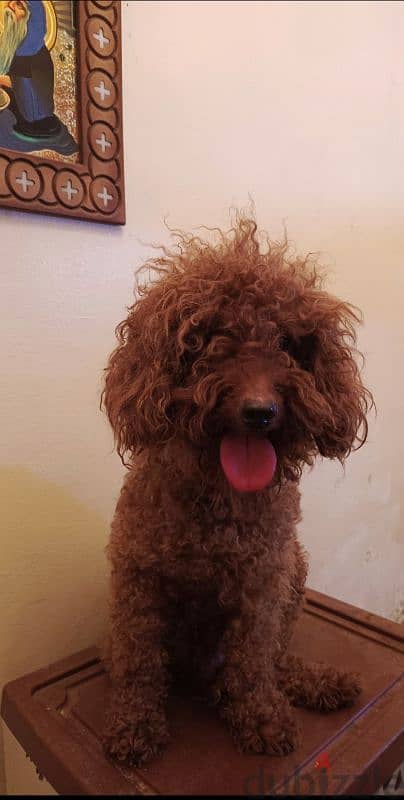 for mating
poodle
color : brown
toy poodle بودل توي بودل 2