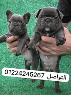 french bulldog blue