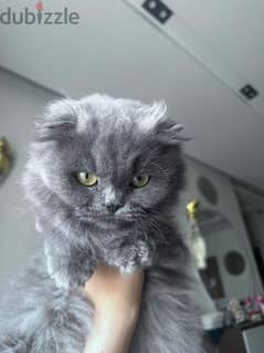 scottish fold blue girl