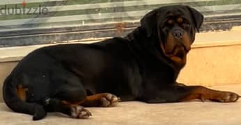 Dog Rott