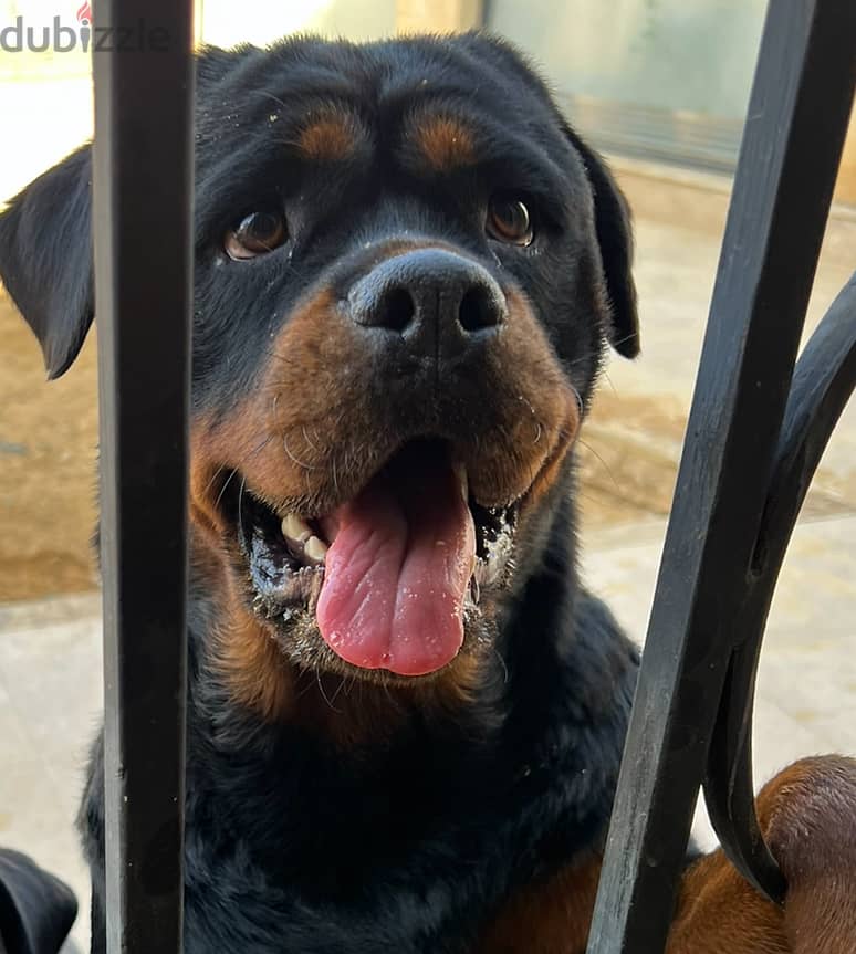 Dog Rott 3