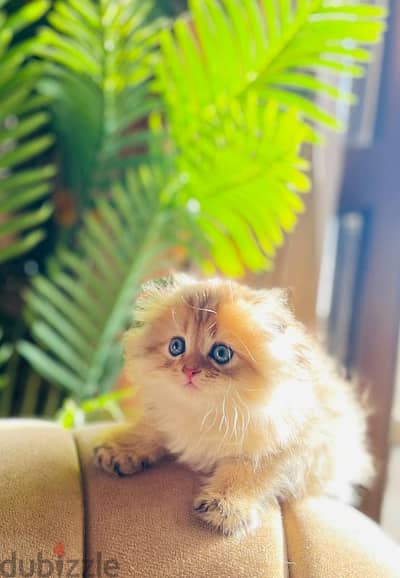 Scottish fold trible registered and imported parents from Russia