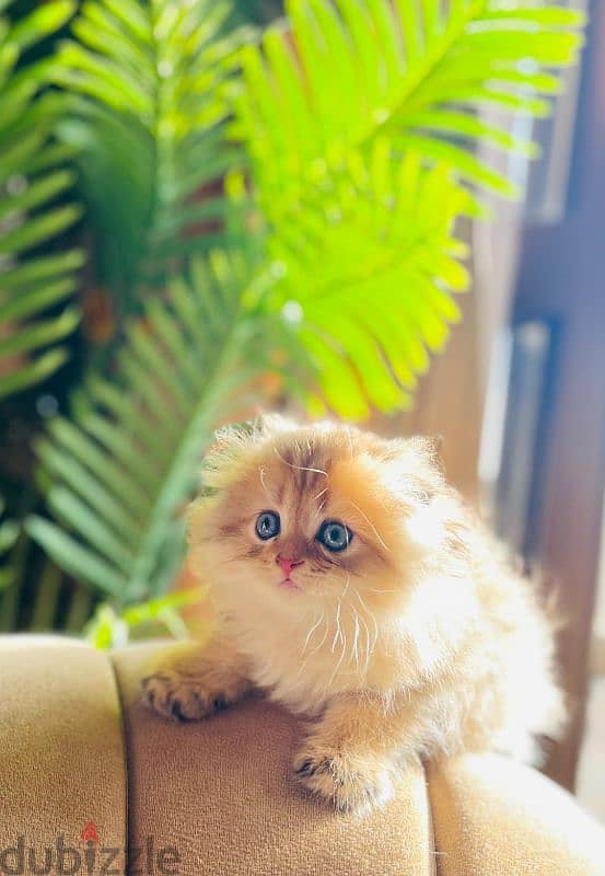 Scottish fold trible registered and imported parents from Russia 0