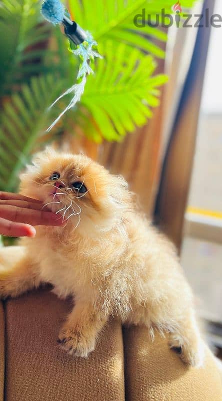 Scottish fold trible registered and imported parents from Russia 1