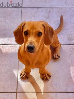 Lovely ( Pure ) Dachshund 0