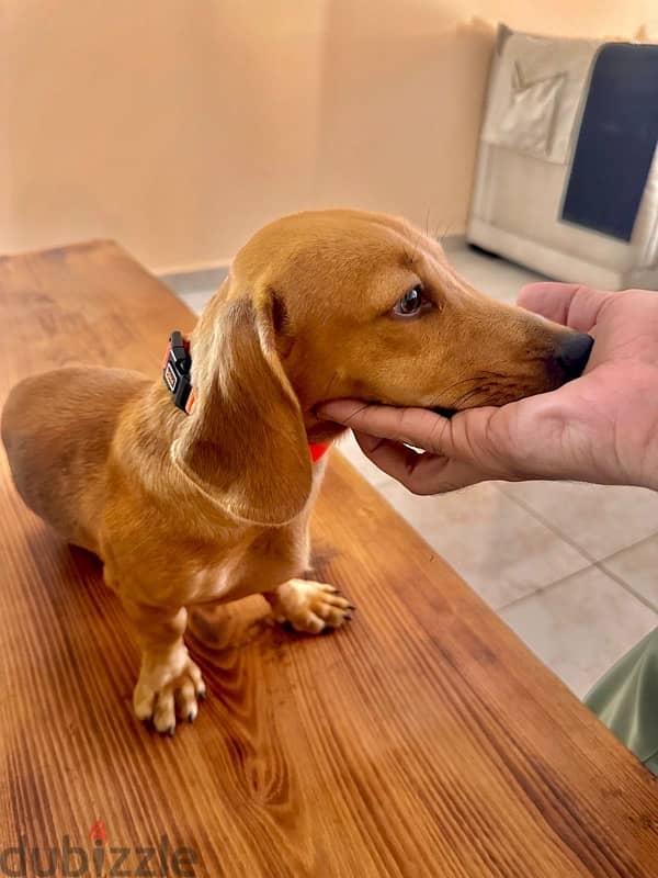 Lovely ( Pure ) Dachshund 1