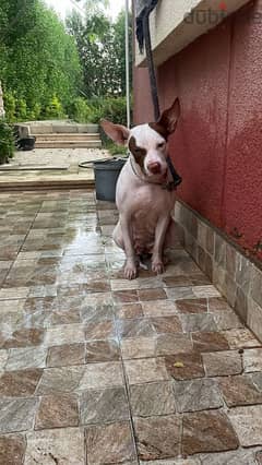 bitbull American terrier female