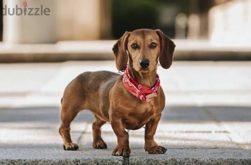 Lovely ( Pure ) Dachshund 3