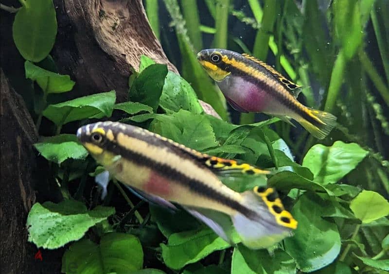 kribensis fish كريبنسبس 7