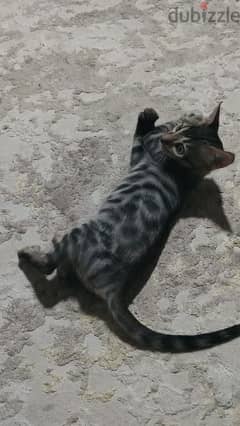 قطة بنغالية عمر شهرين Bengal Kitten