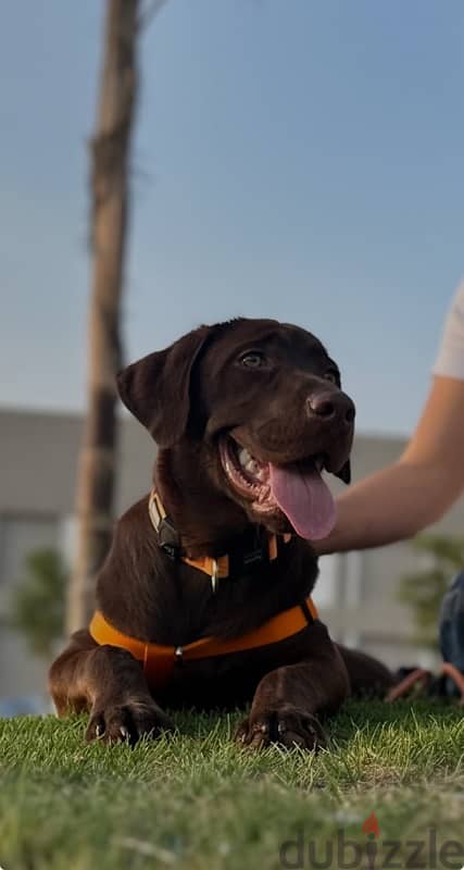 English Labrador 3