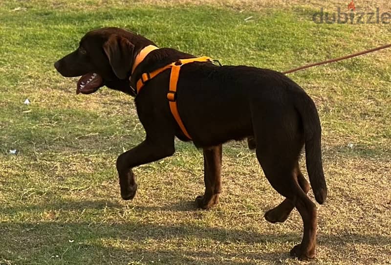 English Labrador 4