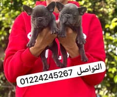 french bulldogs blue