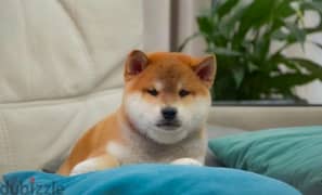 Shiba Inu baby boy from Russia