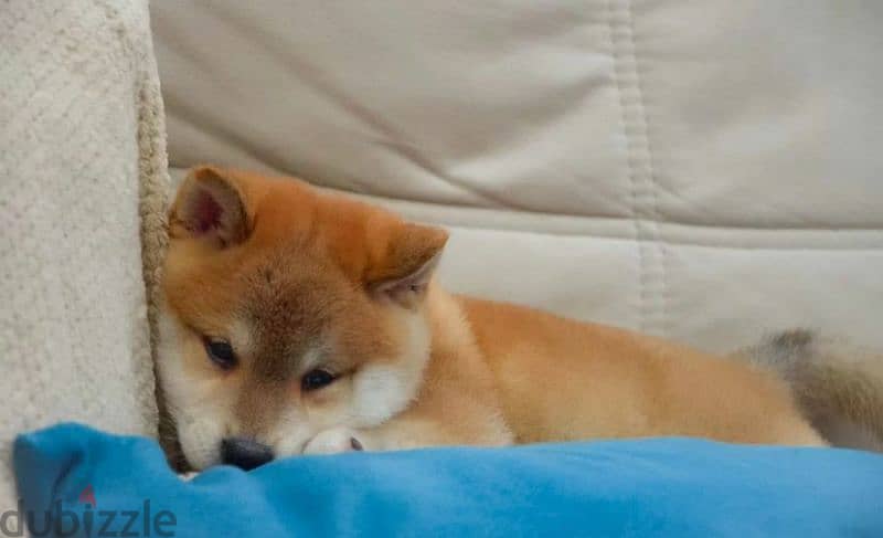 Shiba Inu baby boy from Russia 1