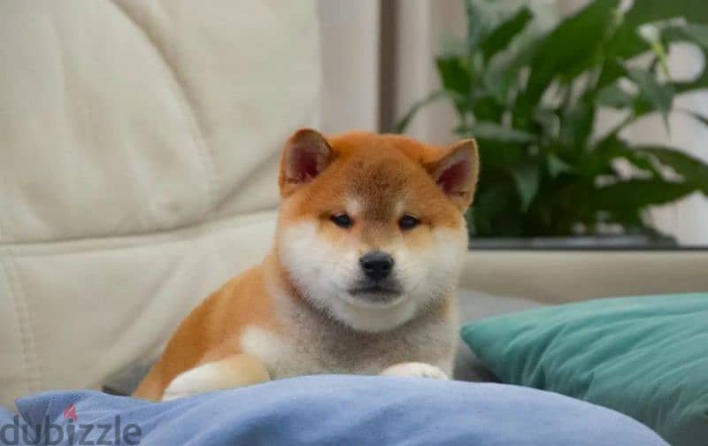 Shiba Inu baby boy from Russia 2