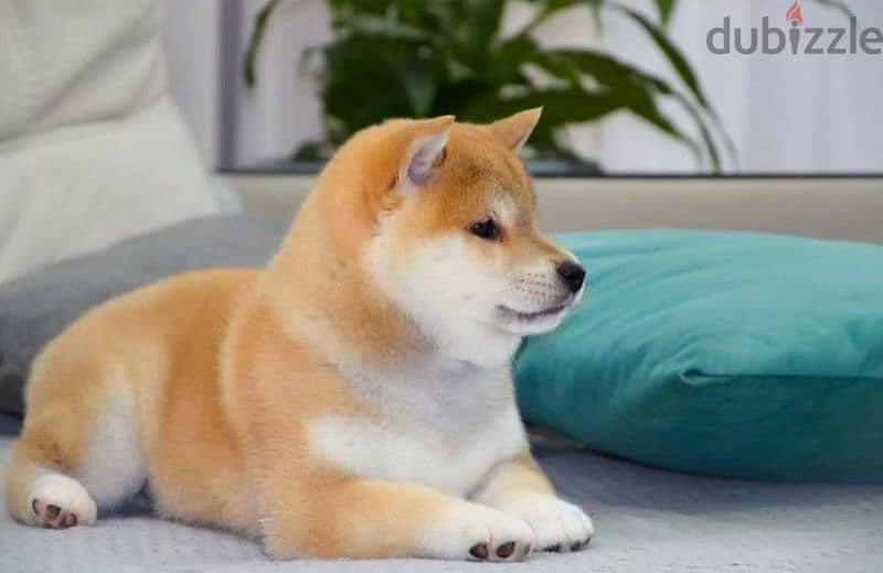 Shiba Inu baby boy from Russia 3