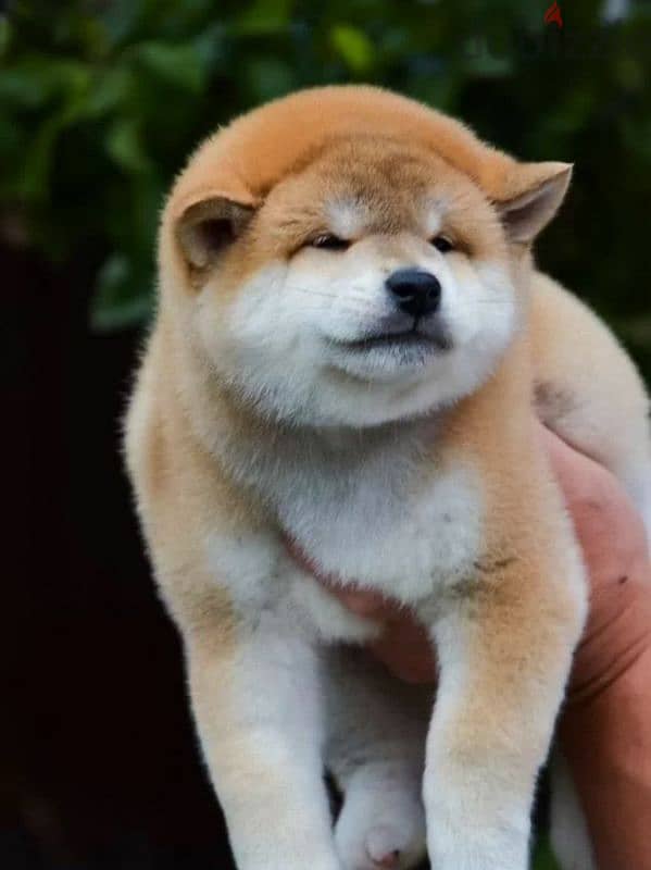 Shiba Inu baby boy from Russia 5