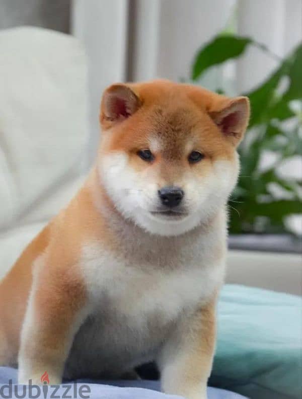 Shiba Inu baby boy from Russia 6