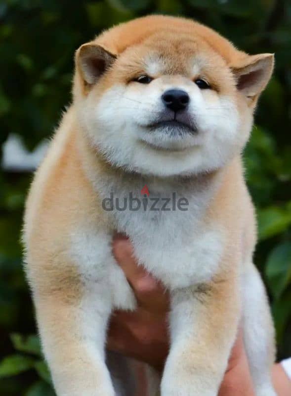 Shiba Inu baby boy from Russia 7