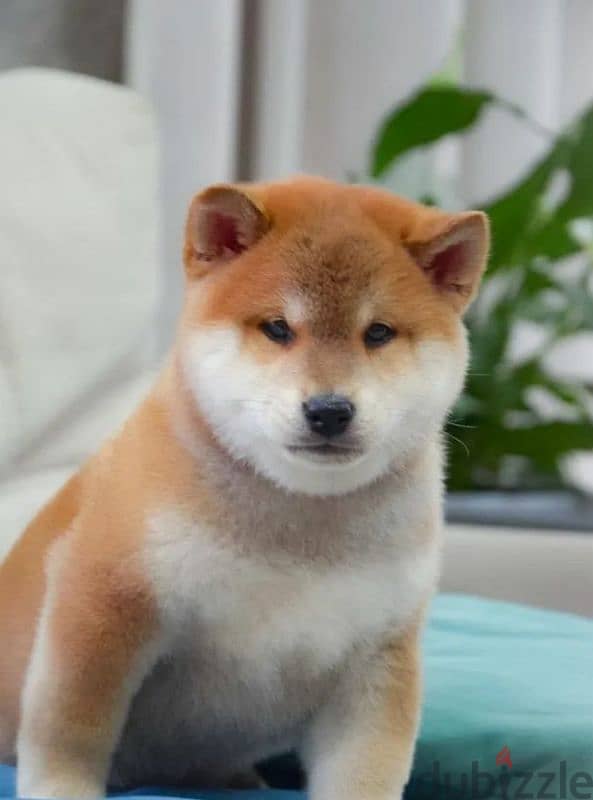 Shiba Inu baby boy from Russia 8