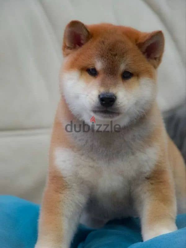 Shiba Inu baby boy from Russia 9